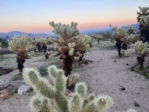 Sunset over cholla cactus field