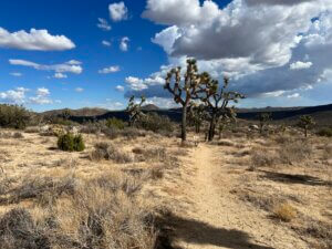 Joshua trees under dramatic cloudy blue sky