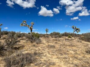 Scattered Joshua trees across sunlit desert plain