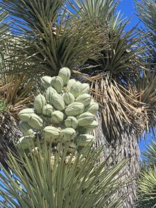 Yucca tree with clustered green seed pods